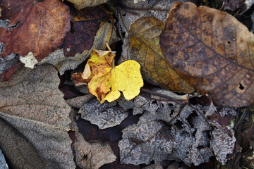 Yellow autumn leaf on ground