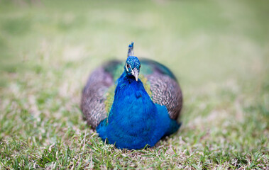 Peacock portrait on grass blur