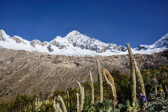 Giant lupin (Taulli Macho) with the Cordillera Blanca at the background, Santa Cruz Trek, Ancash, Peru