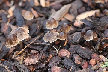Mycena stipata, known as the stump fairy helmet, wild bonnet mushroom ffrom Finland