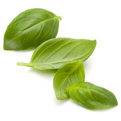 Sweet basil herb leaves handful isolated on white background closeup