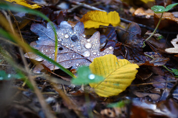 Rain droplets on autumn leaf