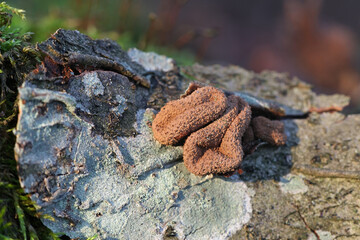 Encoelia furfuracea, known as spring hazelcup, wild fungus from Finland