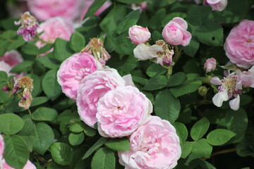 pink rose bush