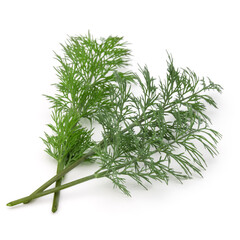 Close up shot of branch of fresh green dill herb leaves isolated on white background