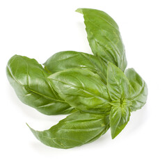 sweet basil herb leaves isolated on white background. Genovese basil leaf.