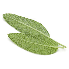 Sage leaves isolated on white background cutout.