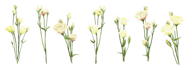 Eustoma lisianthus Prärie-Enzian realistisch 3d isoliert auf weißem großen Vektor-Illustrationssatz Blumenstrauß-Zusammenstellungsteil Einladungsdesign Blumenschablonensymbol Hochzeitsfloristenelement Blume Unschuld © Daria Vasilieva
