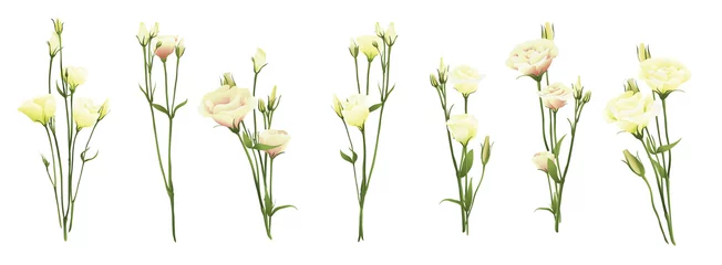 Eustoma lisianthus Prärie-Enzian realistisch 3d isoliert auf weißem großen Vektor-Illustrationssatz Blumenstrauß-Zusammenstellungsteil Einladungsdesign Blumenschablonensymbol Hochzeitsfloristenelement Blume Unschuld © Daria Vasilieva