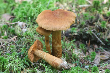 Cortinarius rubellus, known as the deadly webcap, wild poisonous mushroom from Finland