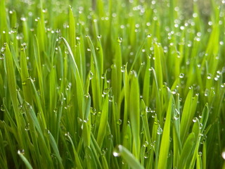 Obraz na płótnie Canvas Close-up Of Wet Grass On Field
