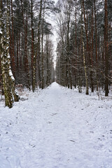 Snow-covered path in a deciduous forest during winter