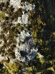 Top view of a rock fully covered with green lichen and moss © Bernard Jaubert/Wirestock