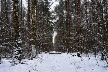 Snow-covered path in a deciduous forest during winter