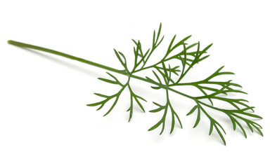 Close up shot of branch of fresh green dill herb leaves isolated on white background