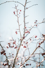 frozen branches