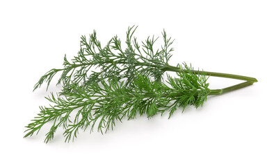 Close up shot of branch of fresh green dill herb leaves isolated on white background
