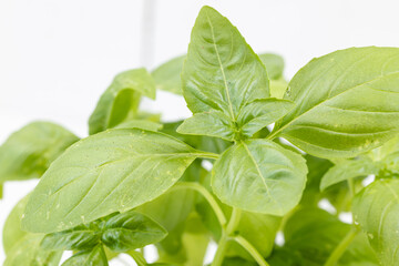 Basil Leaves closeup image with blurred background