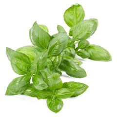 sweet basil herb leaves isolated on white background. Genovese basil leaf.