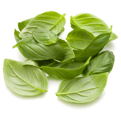 Sweet basil herb leaves handful isolated on white background closeup