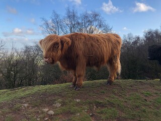 Sandy tan brown long haired cow grazing on the rural English hills