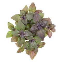 Naklejka premium Fresh sweet Dark Opal basil bouquet isolated on white background cutout. Top view.