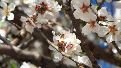 Beautiful almond tree in blossom as seen at spring in deep blue sky