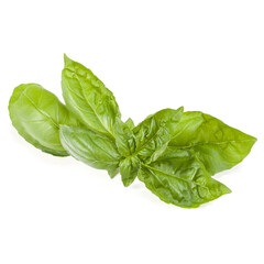 sweet basil herb leaves isolated on white background. Genovese basil leaf.