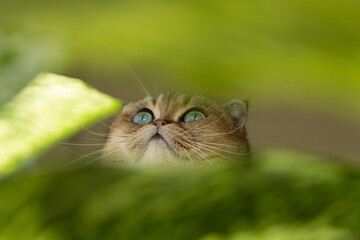 Naklejka na ściany i meble Scottish Fold cat with green eyes surrounded by green leaves.
