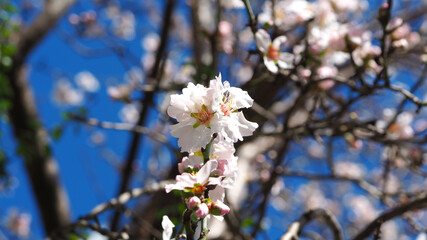 Beautiful almond tree in blossom as seen at spring in deep blue sky