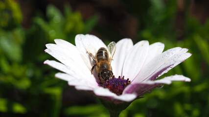 Close up macro photo of bee on a beautiful white gerbera daisy flower