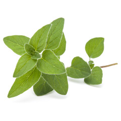 Oregano or marjoram leaves isolated on white background cutout