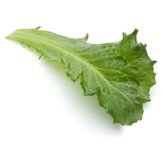 Close up studio shot of fresh green endive salad leaf isolated on white background.