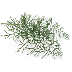 Close up shot of branch of fresh green dill herb leaves isolated on white background