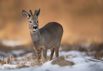 Roe deer male ( Capreolus capreolus )