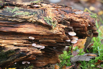 Baeospora myriadophylla, known as lavender baeospora, wild mushroom from Finland