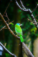Taipei, Taiwan: A beautiful, small Taiwan Barbet (psilopogon nuchalis) with blue, red, and yellow face seen at the Chiang Kai-Shek Memorial in the heart of Taipei. 