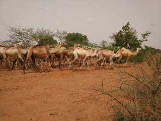 Herd of dromedaries Niger