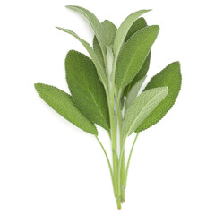 Sage herb leaves  bouquet isolated on white background cutout. Top view.