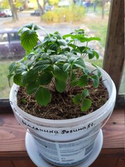seedlings in a greenhouse
