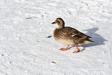 Female mallard duck or Anas platyrhynchos walking on snow.