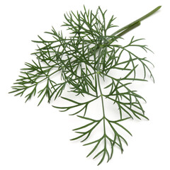 Close up shot of branch of fresh green dill herb leaves isolated on white background