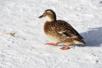 Female mallard duck or Anas platyrhynchos walking on snow.