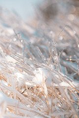 frozen grass