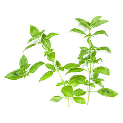 Sweet Genovese basil branch isolated on white background. Flat, Top view.