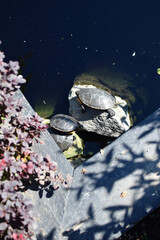 Montreal Botanical Garden, Quebec, Canada: Cute turn on rock enjoying the morning sun in a pond, with flowers on the side