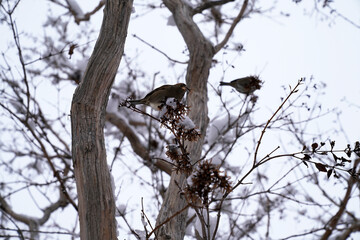 sparrows sitting on the branches of trees in winter  