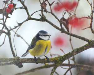 Obraz premium The tit is blue (Parus caeruleus) on the branch