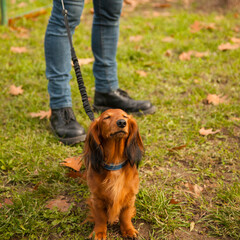 Stubborn but cute and lovely dachshund lady shows how proud she is