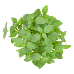 Fresh Thai basil herbs bouquet isolated on white background cutout. Top view.